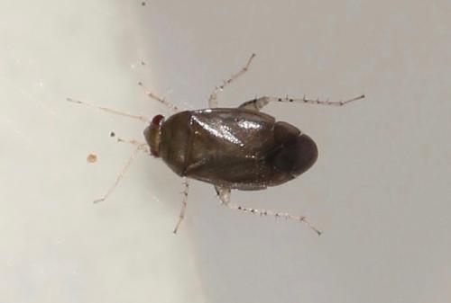 Réf. 324 849 : Campylomma pusillum